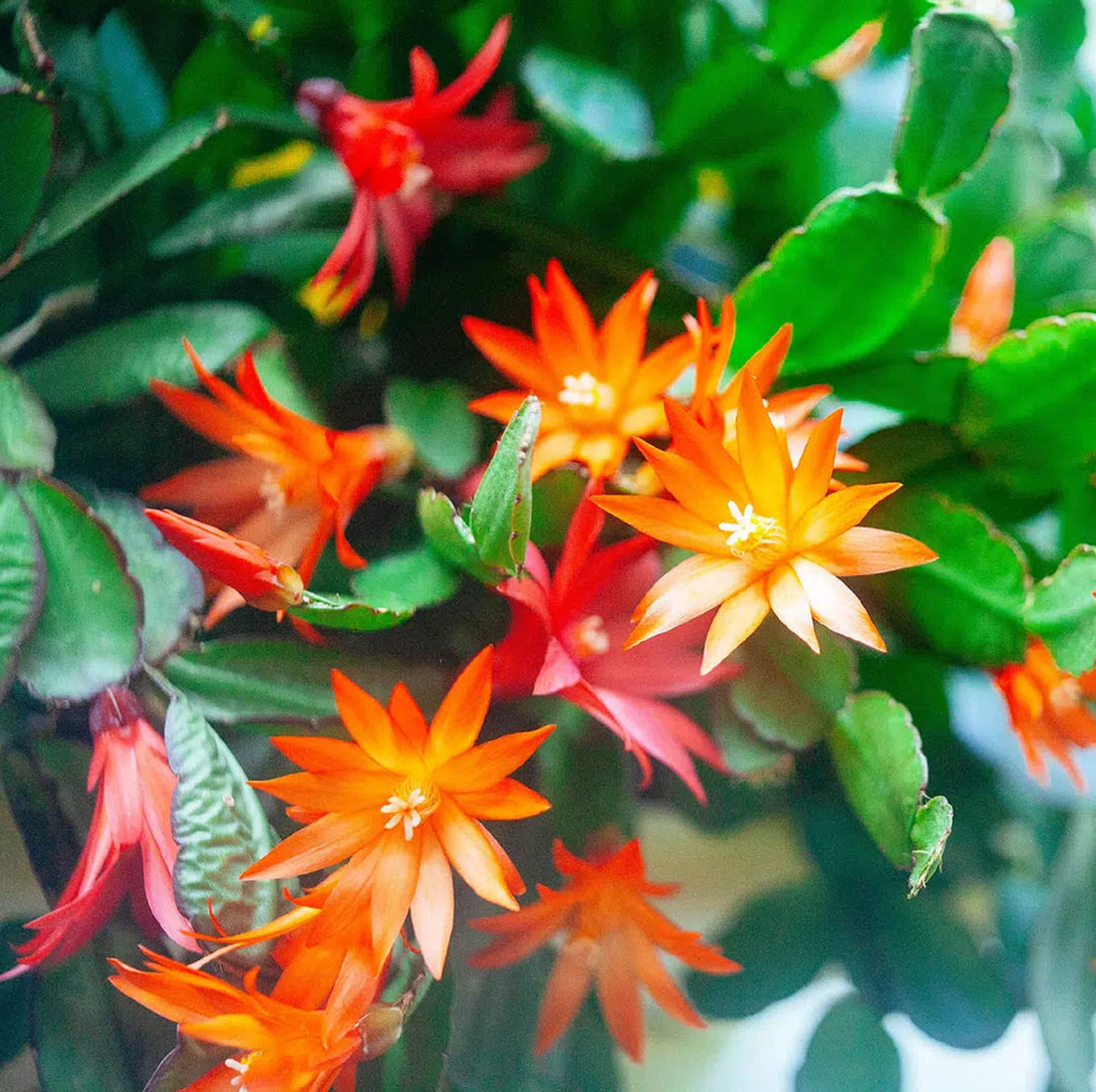 Dark Orange flower seeds
