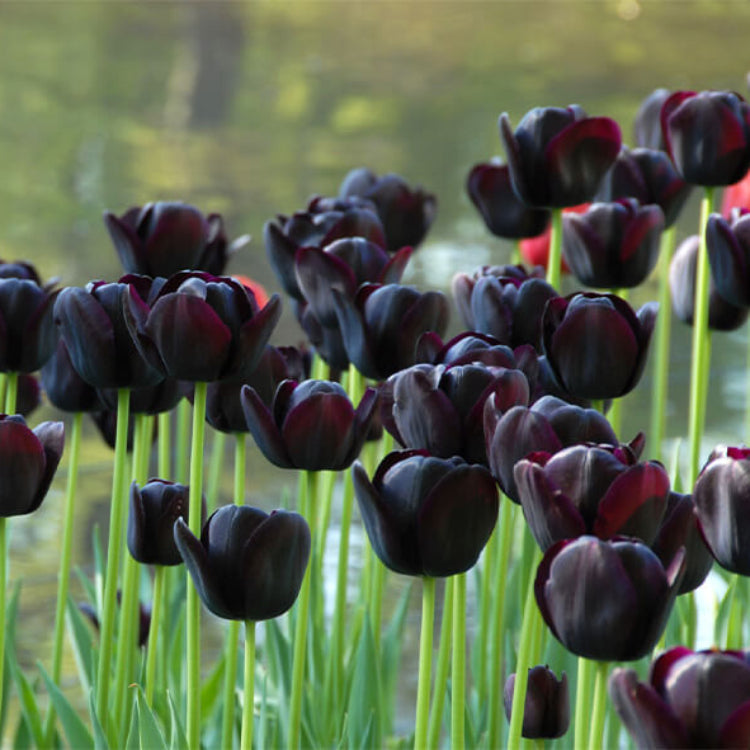 Dark Khaki Tulip plant