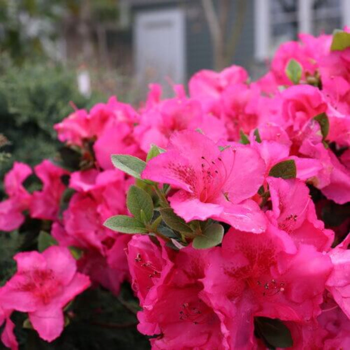 Dark Pink Azalea plant