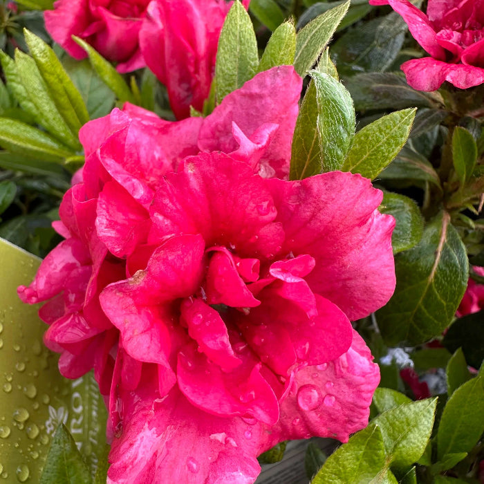 Dark Pink Azalea plant