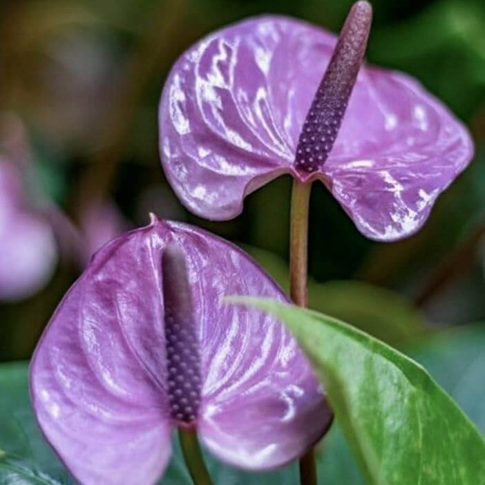 Dark Purple anthurium plant