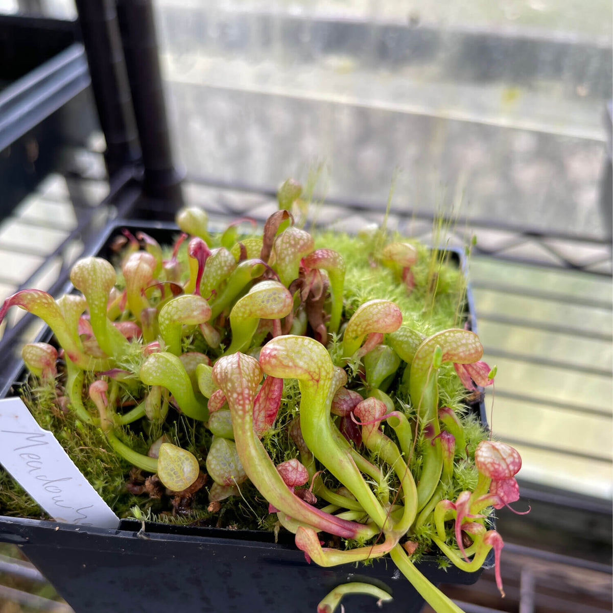 Darlingtonia plant