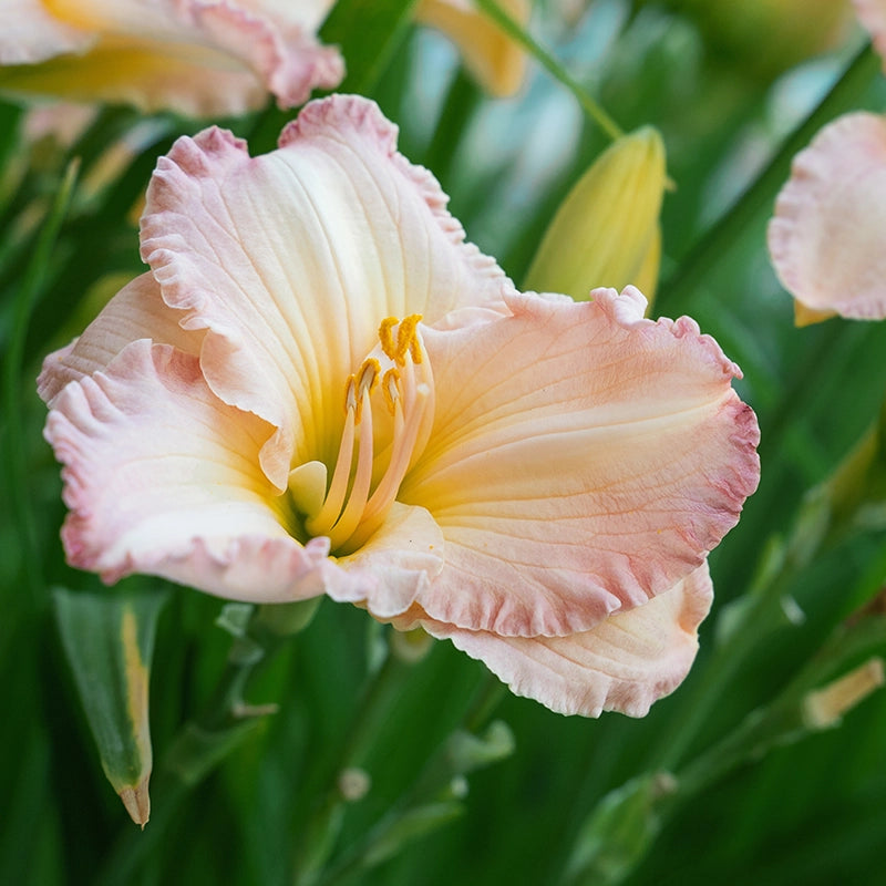 Pink And flower seeds