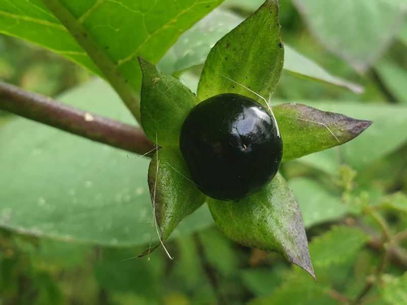 Black Belladonna Flower Seeds for Planting – Heirloom Non-GMO Garden Seeds
