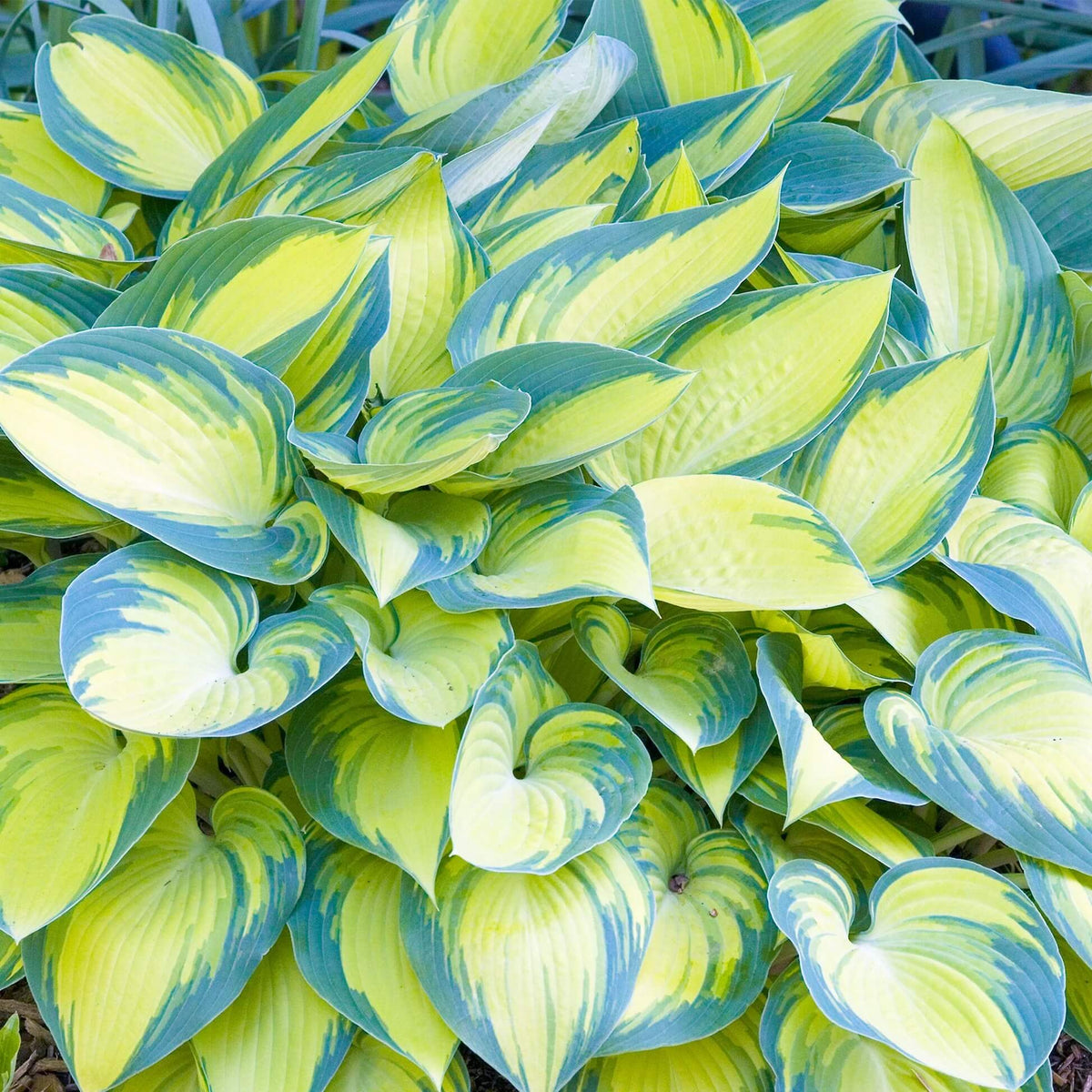 Decorative Leaf Plant