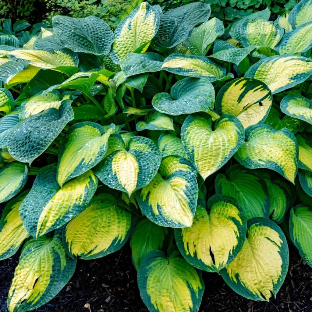 Decorative Leaf Plant