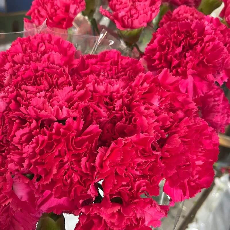 Deep Pink Carnation plant
