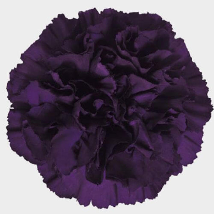 Deep Purple Carnation plant