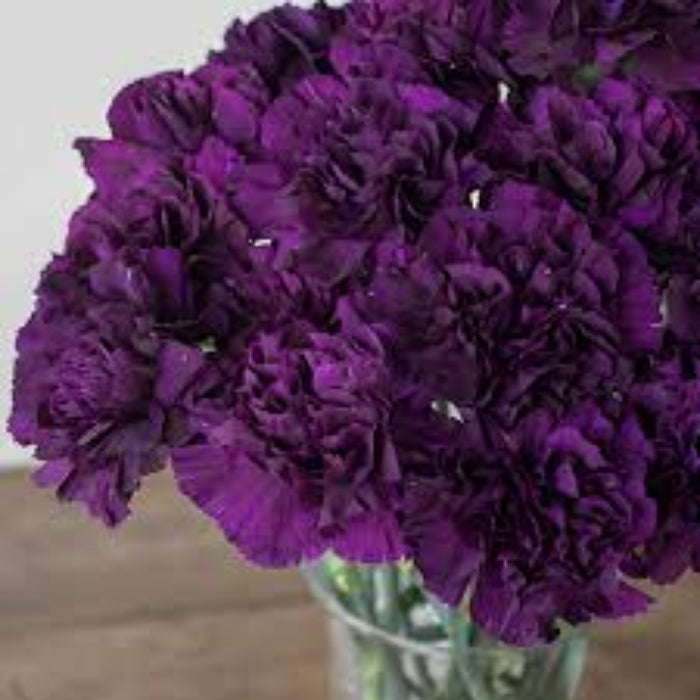 Deep Purple Carnation plant