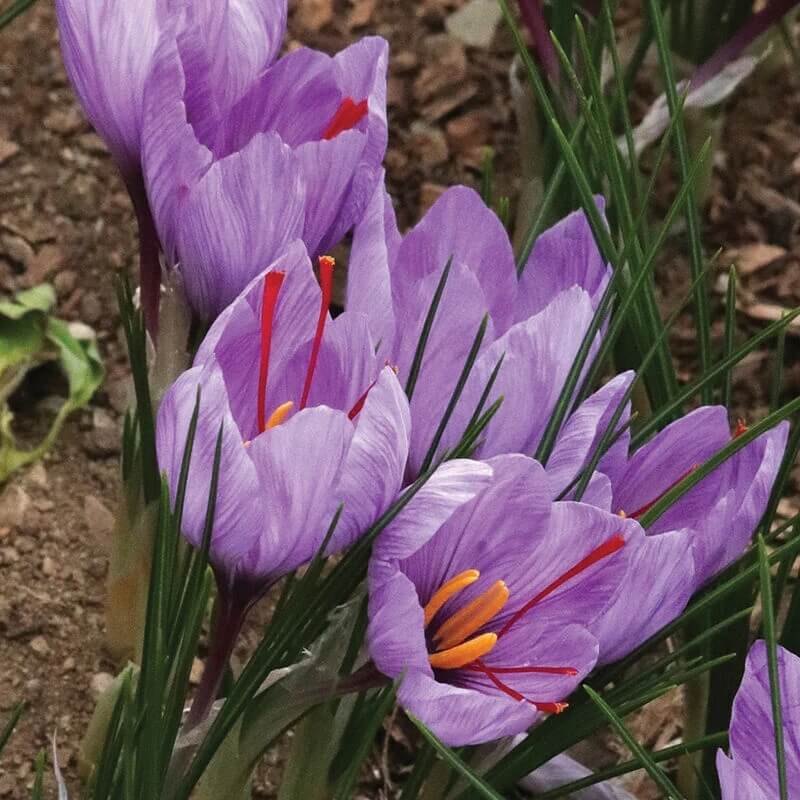 Deep Purple Crocus plant