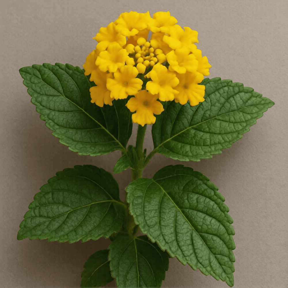 Deep Yellow Lantana plant