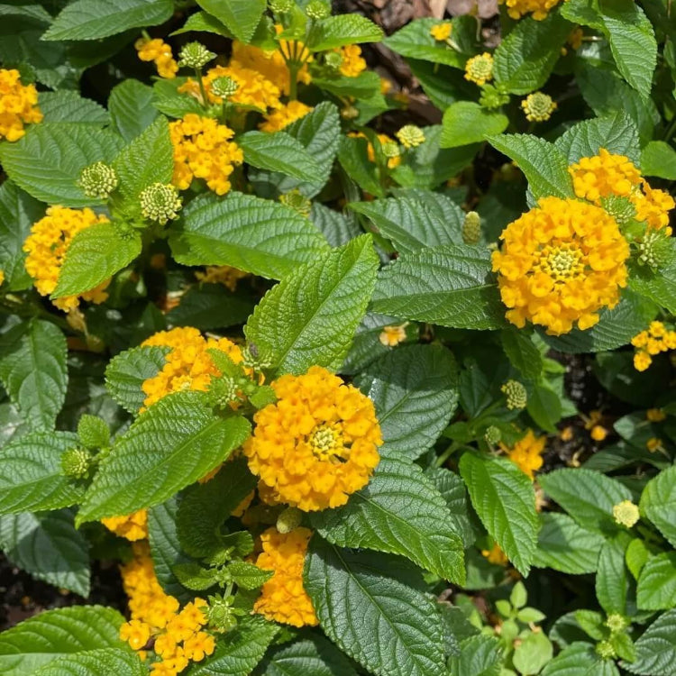 Deep Yellow Lantana plant