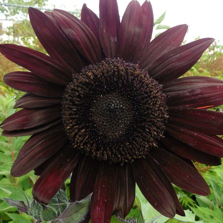 Deep Purple flower seeds