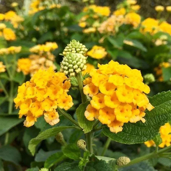 Yellow Verbena flower seeds