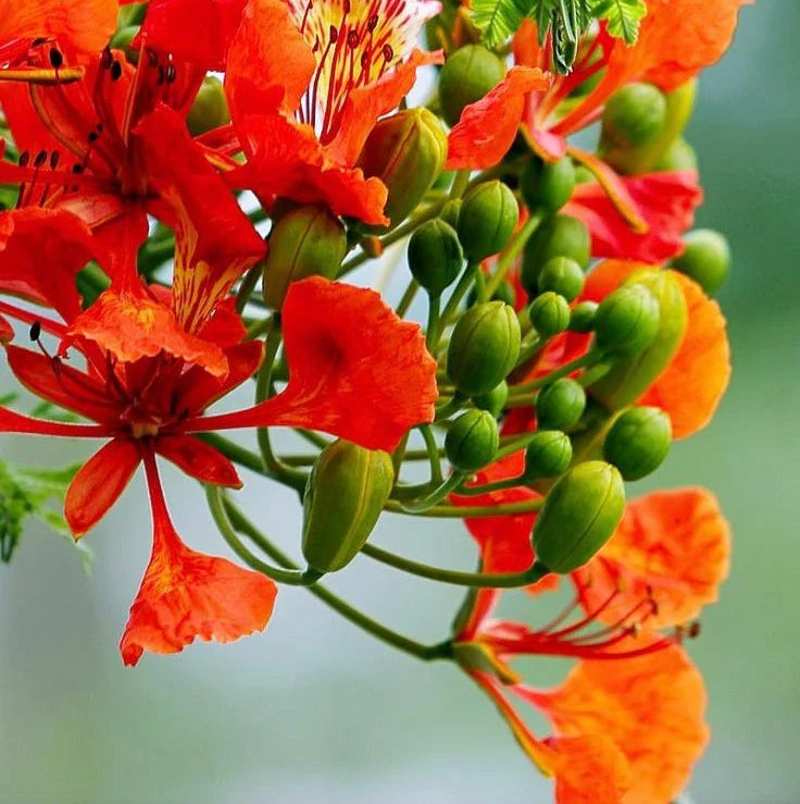 Flamboyant Flower Seeds for Planting – Heirloom Non-GMO Garden Seeds
