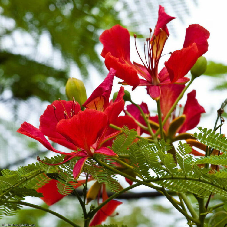 Flamboyant Flame Tree plant