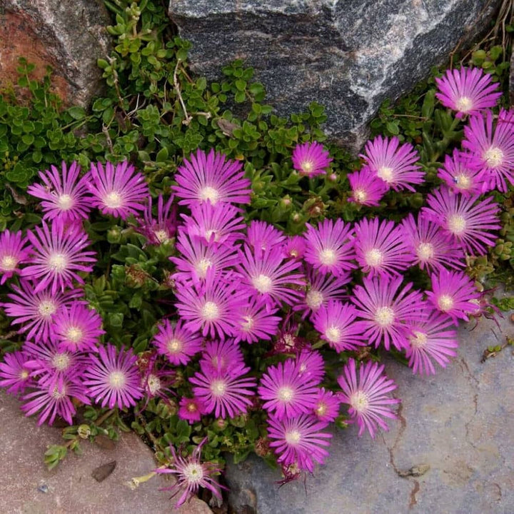 Lavender Delosperma flower seeds