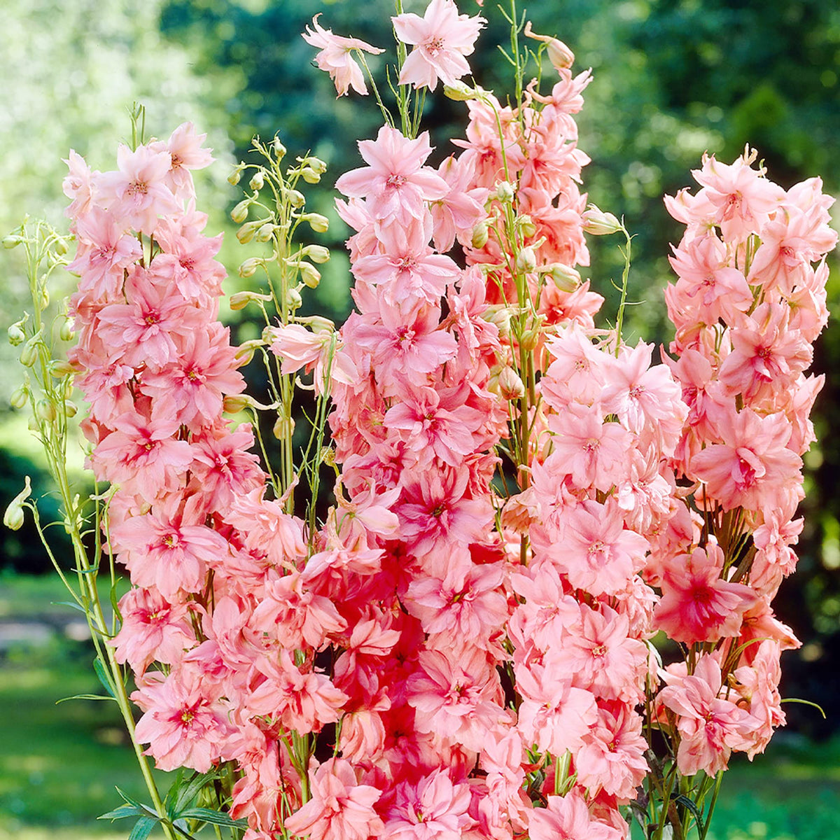 Pink Delphinium plant
