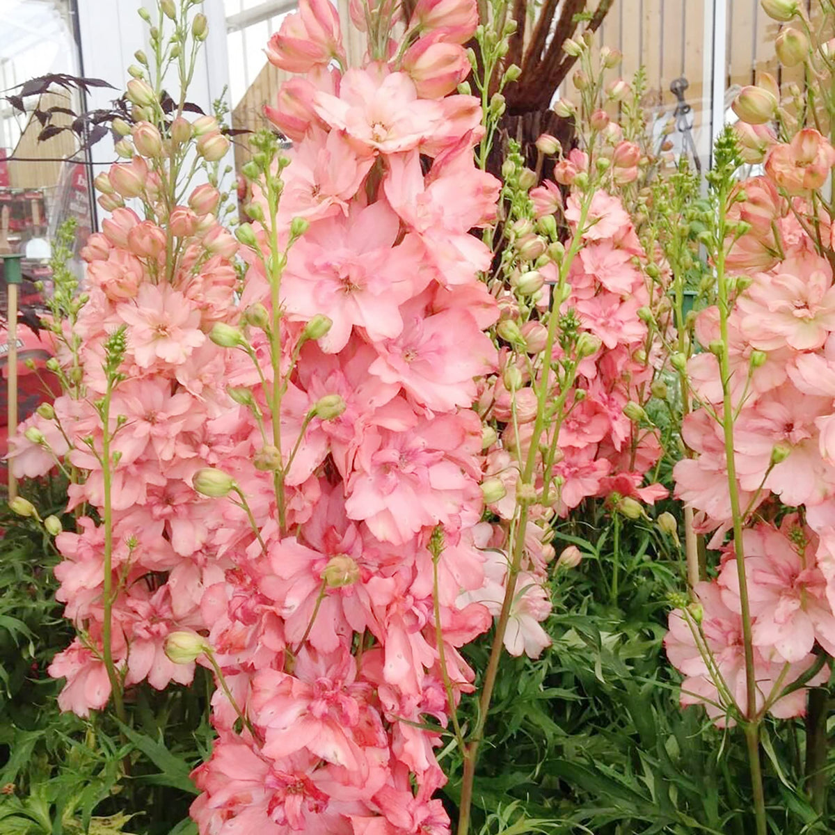 Pink Delphinium plant
