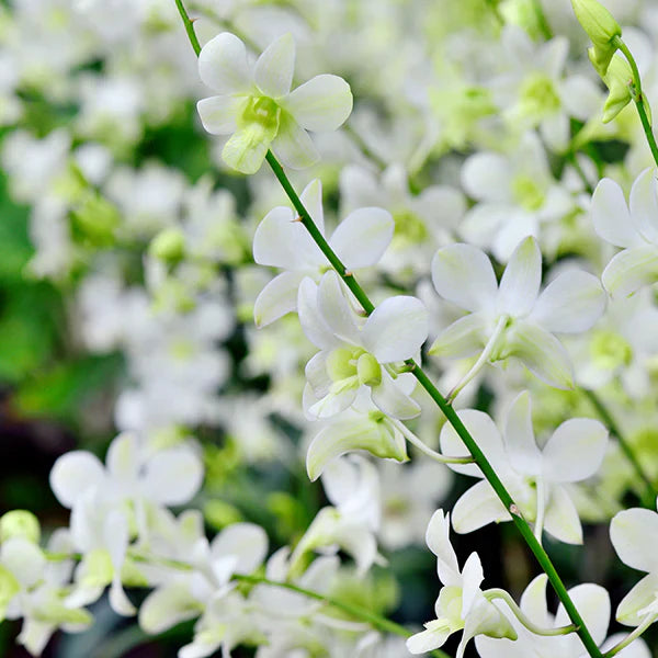 White Dendrobium flower seeds