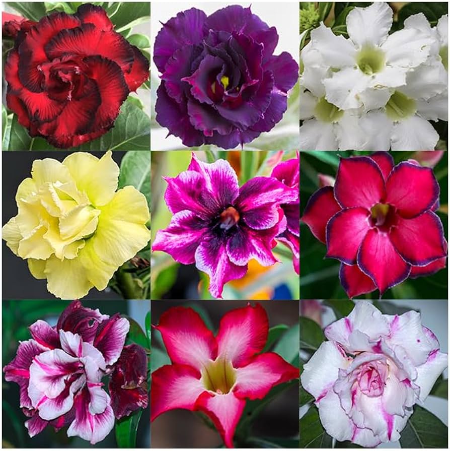 Desert Rose flower seeds