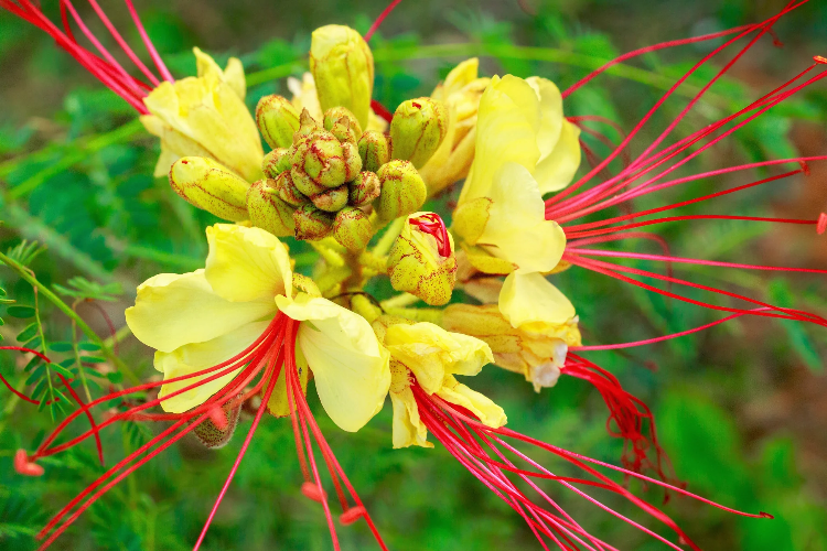 Bird of Paradise plant