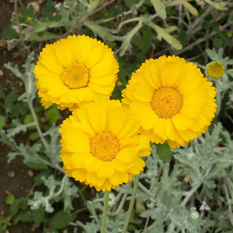 Multiradiata Desert Marigold plant
