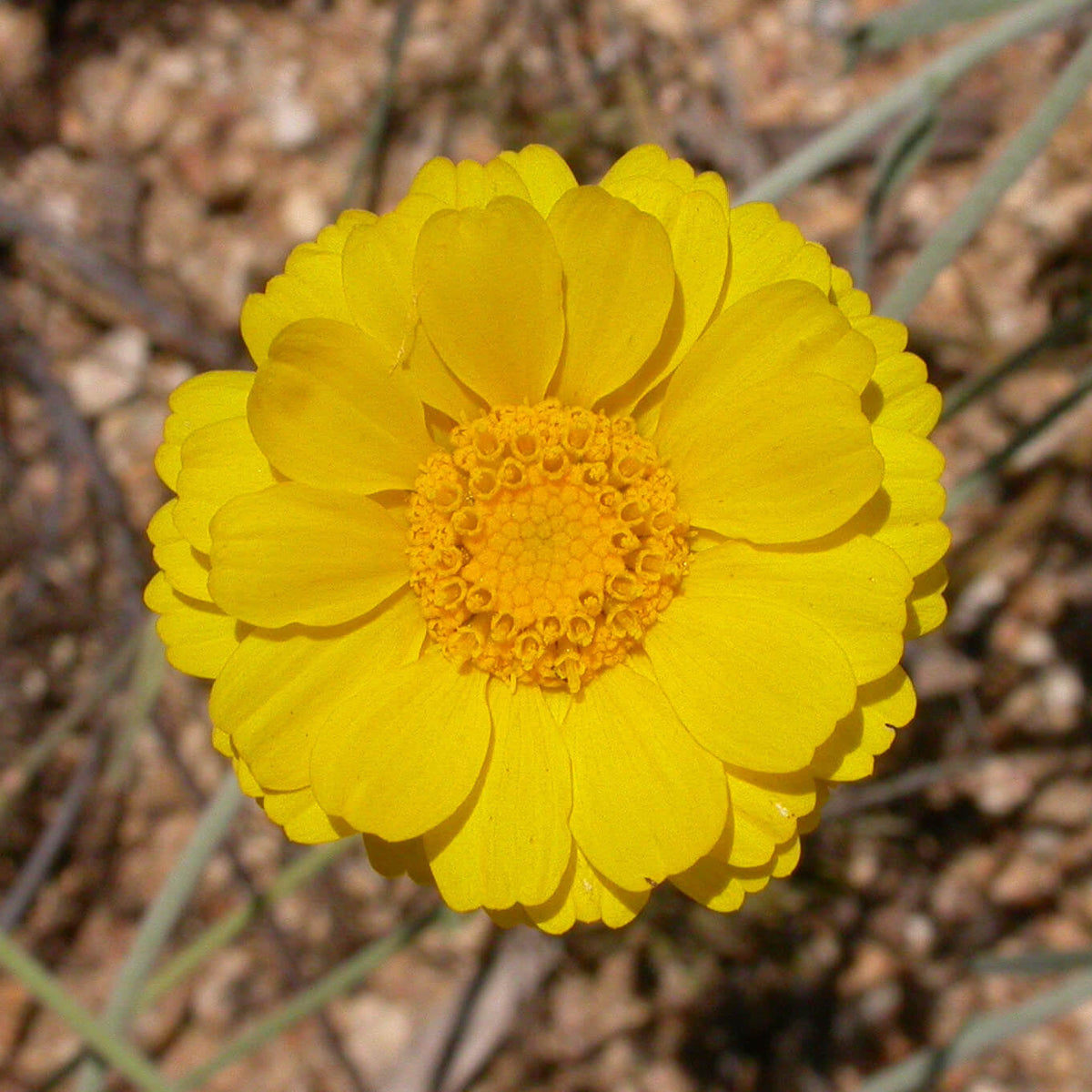 Multiradiata Desert Marigold plant