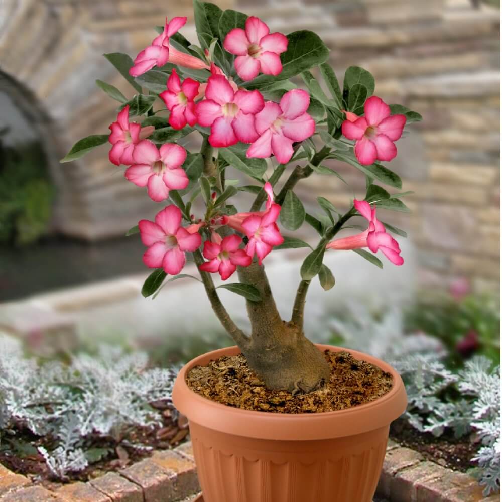 Succulent Desert Rose plant