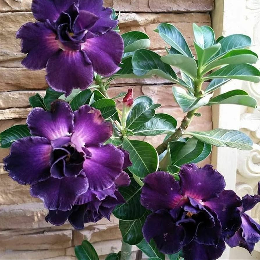 Purple Desert Rose plant
