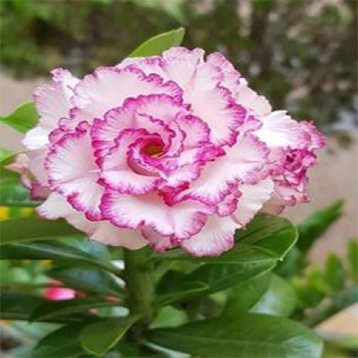 White Desert Rose plant