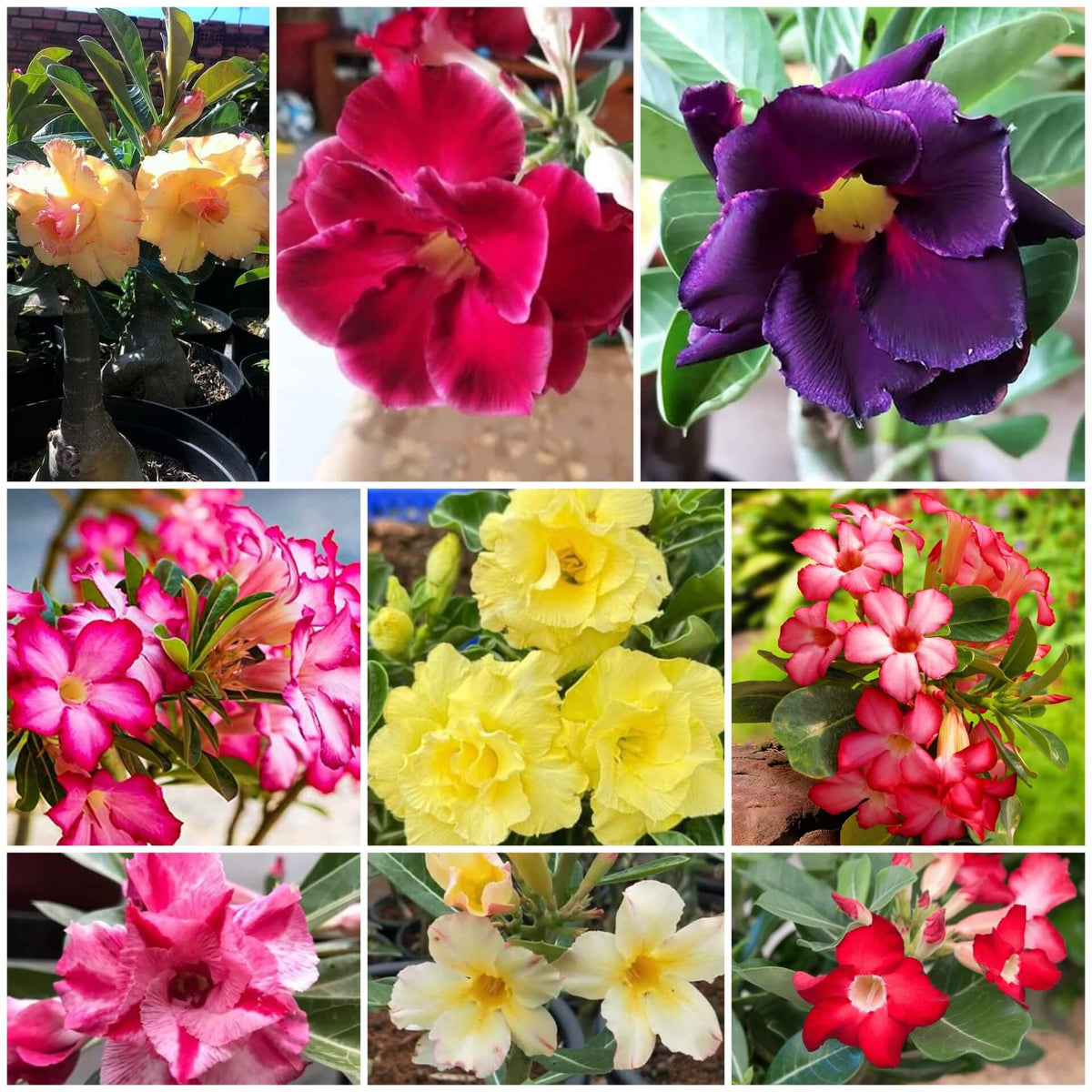 Desert Rose plant