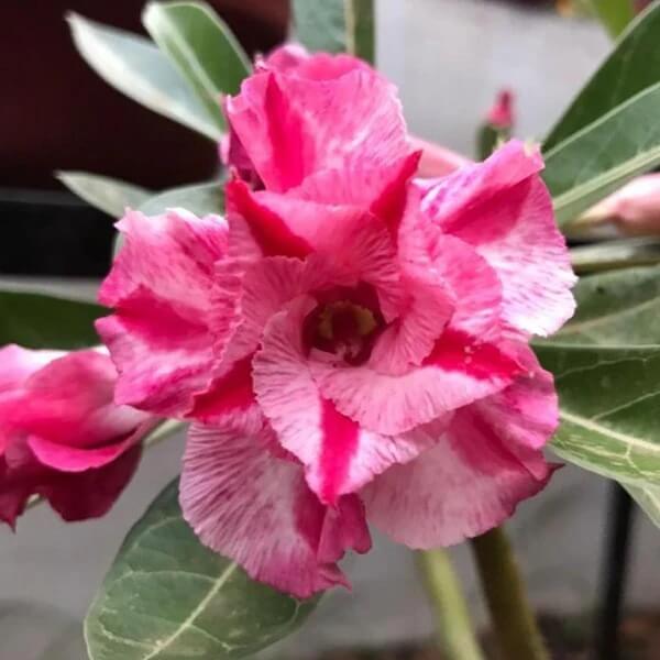 Desert Rose plant