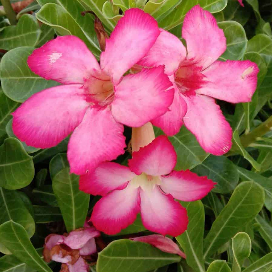 Succulent Desert Rose plant