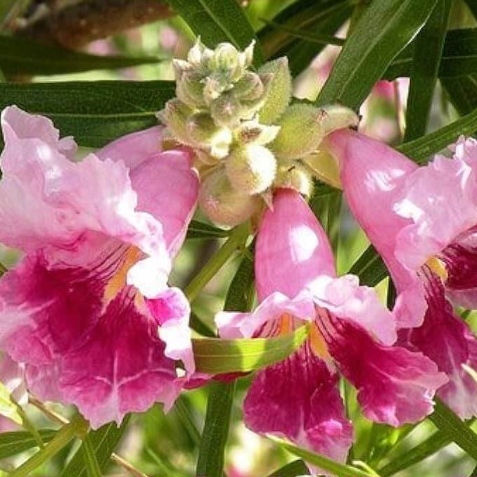 linearis Desert Willow plant