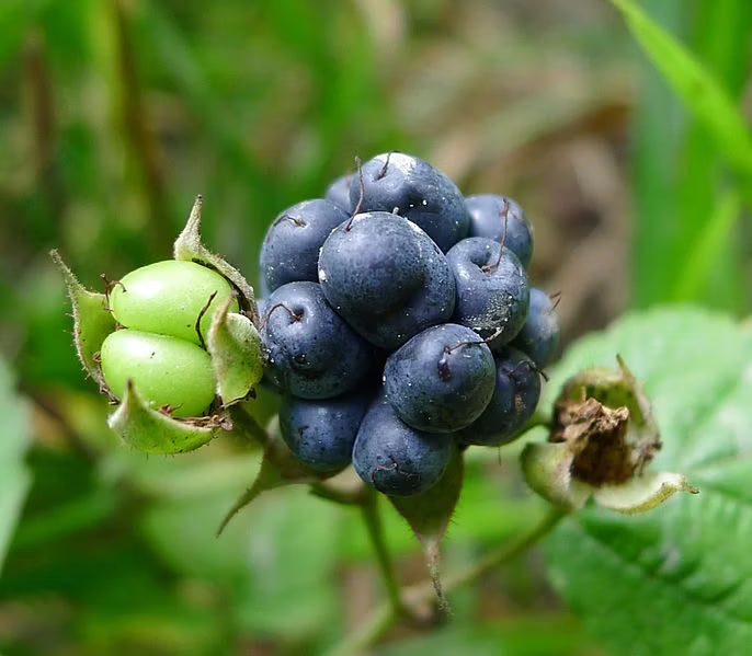 Dewberry fruit seeds for planting with mature dark dewberries