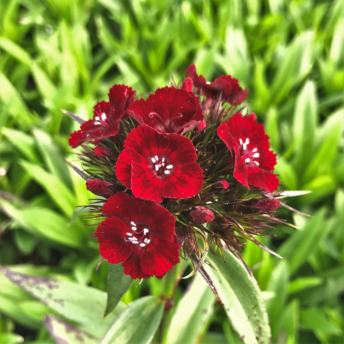 Red William flower seeds