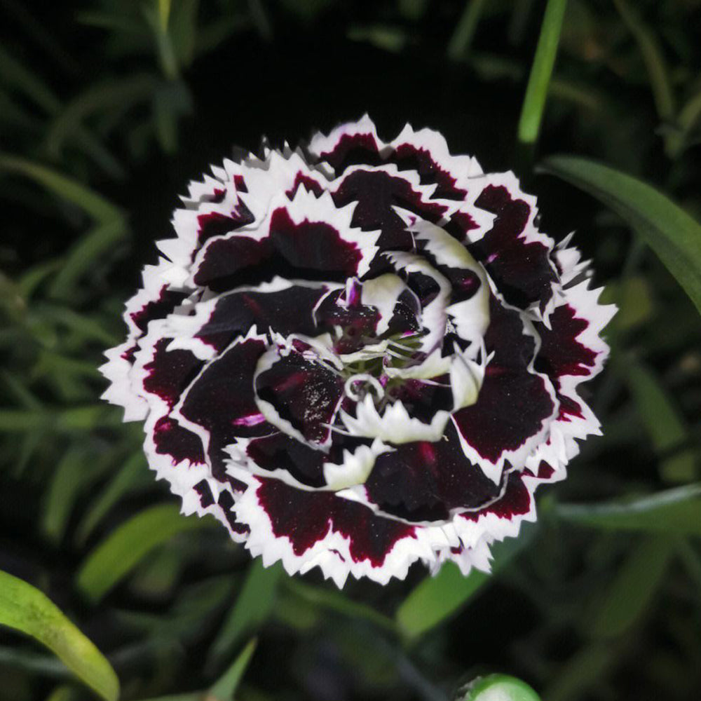 and White Dianthus plant
