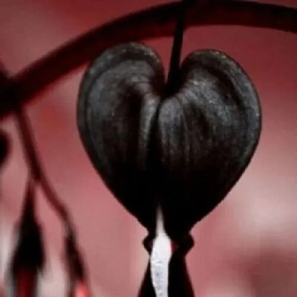 Heart Dicentra Spectabilis plant
