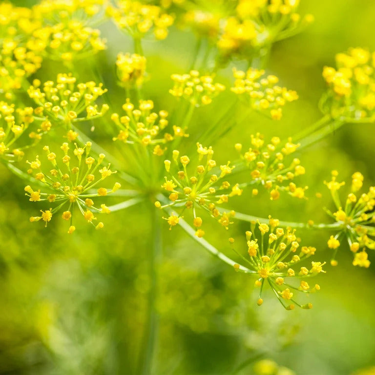 Yellow Mammoth Dill plant