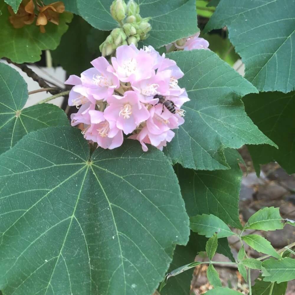 Dombeya Bourgassiae plant