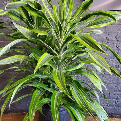Dracaena plant