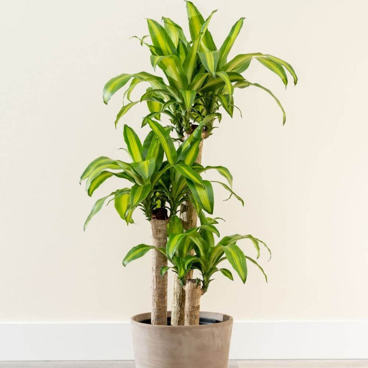 Dracaena Warneckii plant
