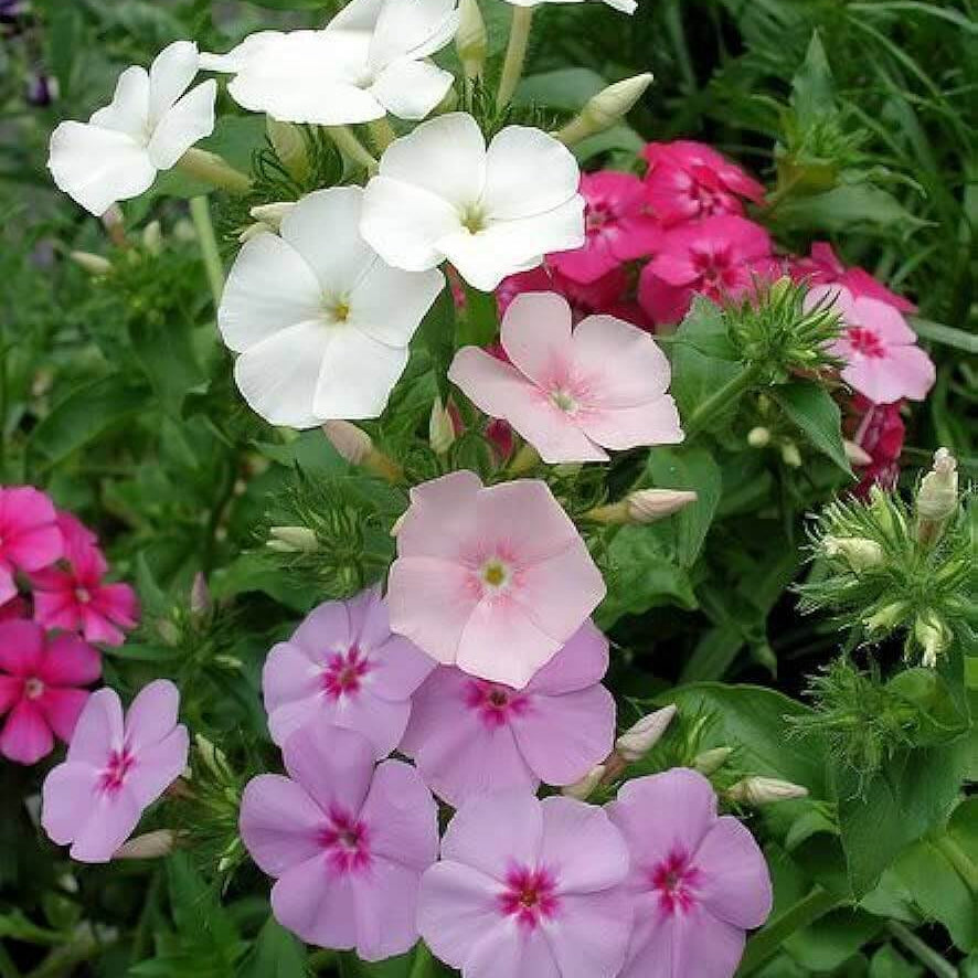 Drummond plant