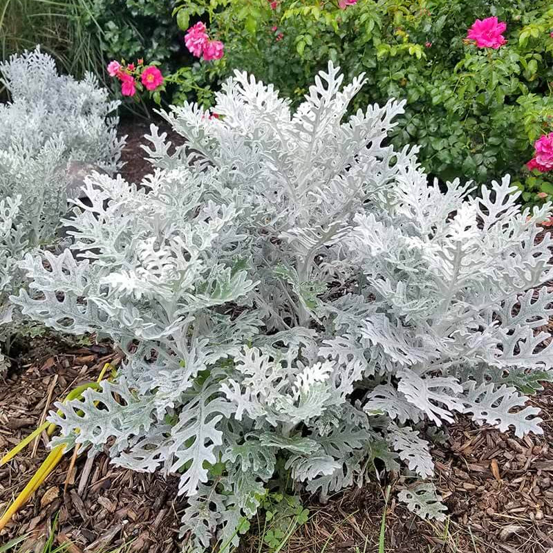 Dusty Miller plant