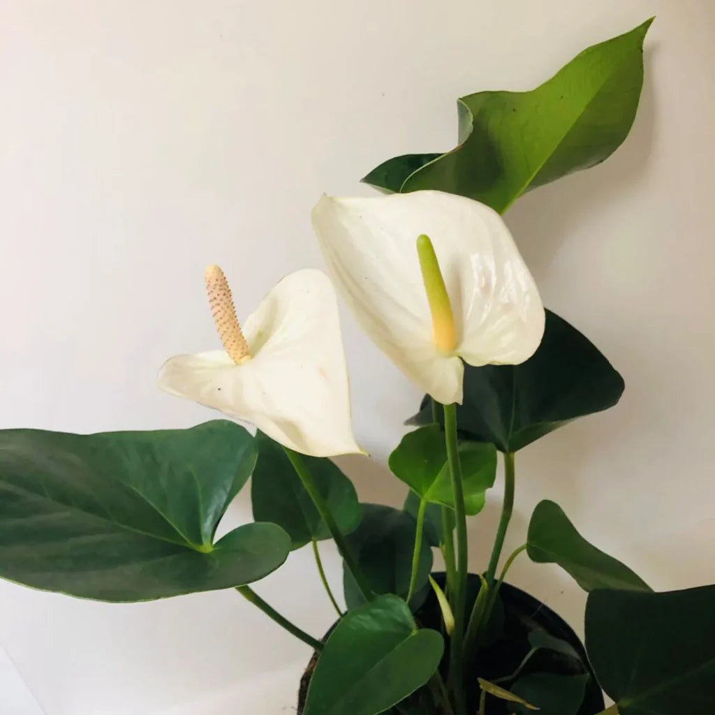 White Anthurium flower seeds