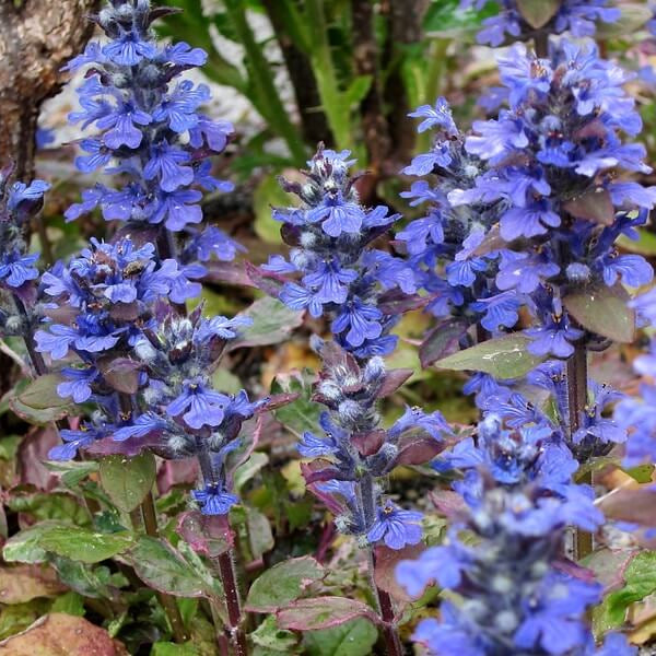 Dwarf Ajuga plant