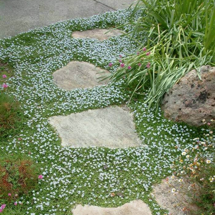 Blue Star Creeper plant