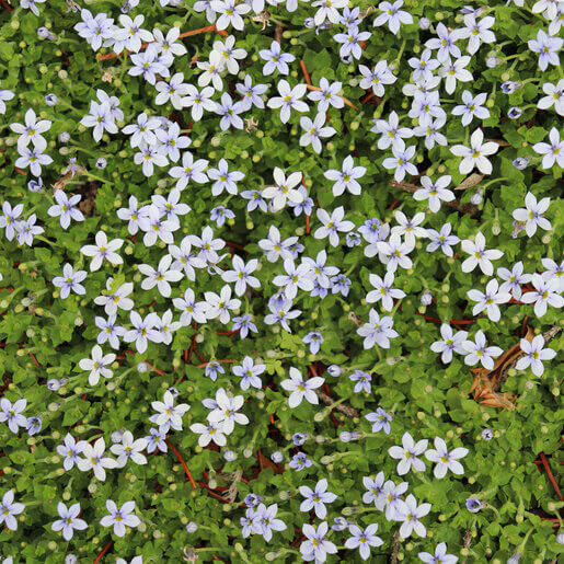 Blue Star Creeper plant