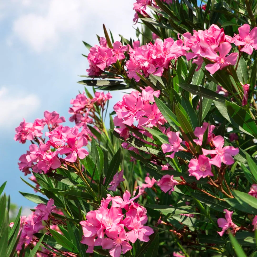 Nerium flower seeds